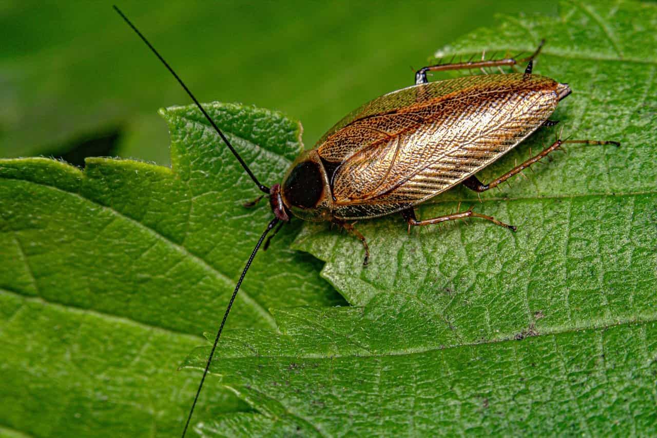 Skuteczne sposoby na insekty w domu